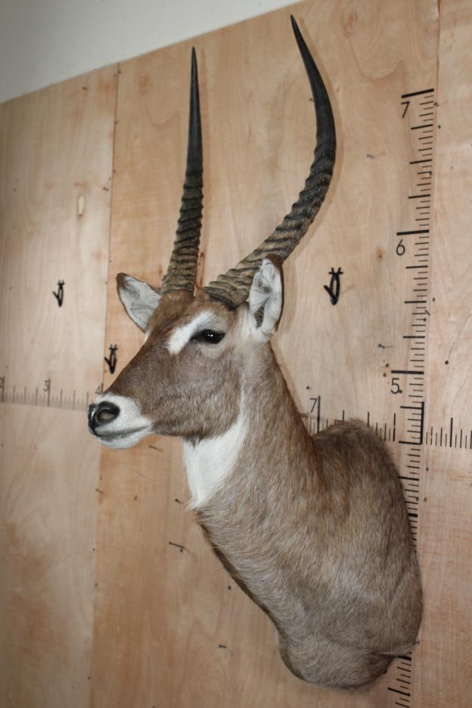 WATERBUCK Shoulder Mount - 3