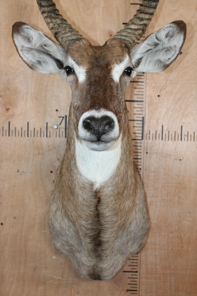 WATERBUCK Shoulder Mount - 4