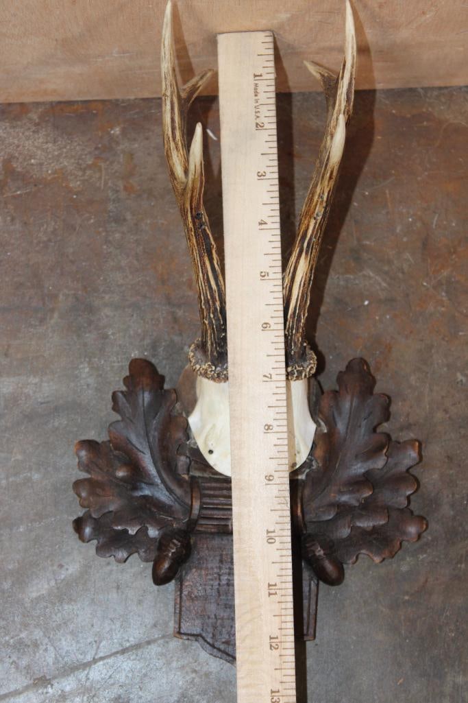 (4) ROE DEER Antler Sets on Skull Caps and Mounted on German Style Black Forest Wood Plaques - 3