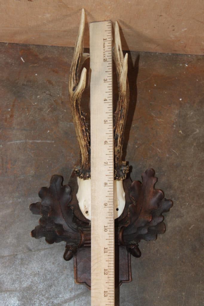 (4) ROE DEER Antler Sets on Skull Caps and Mounted on German Style Black Forest Wood Plaques - 4