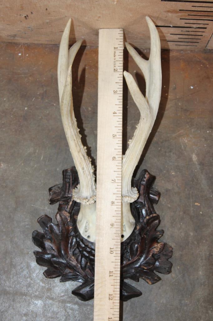 (4) ROE DEER Antler Sets on Skull Caps and Mounted on German Style Black Forest Wood Plaques - 5