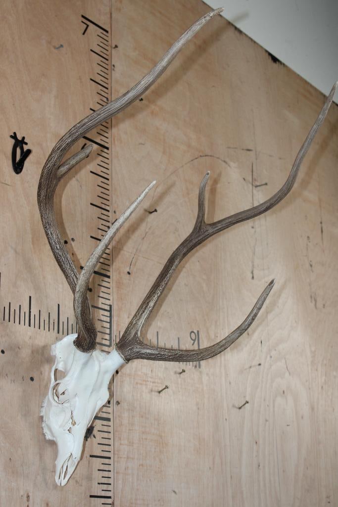 AXIS DEER Skull - 2