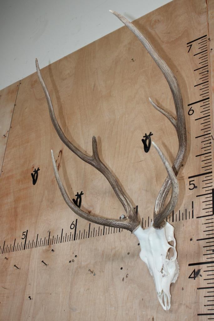 AXIS DEER Skull - 3
