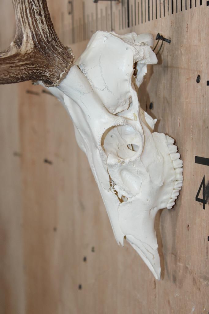 AXIS DEER Skull - 4