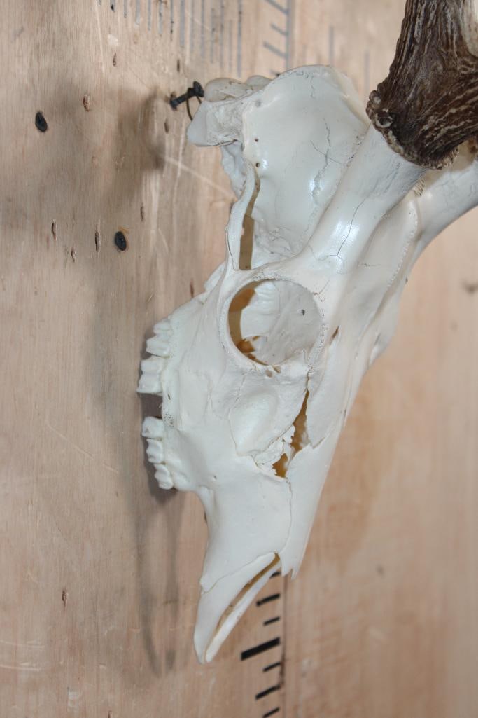 AXIS DEER Skull - 5