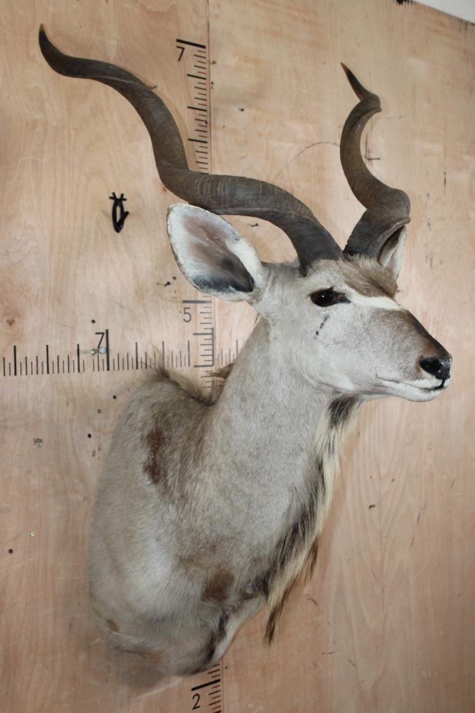 KUDU Shoulder Mount - 2