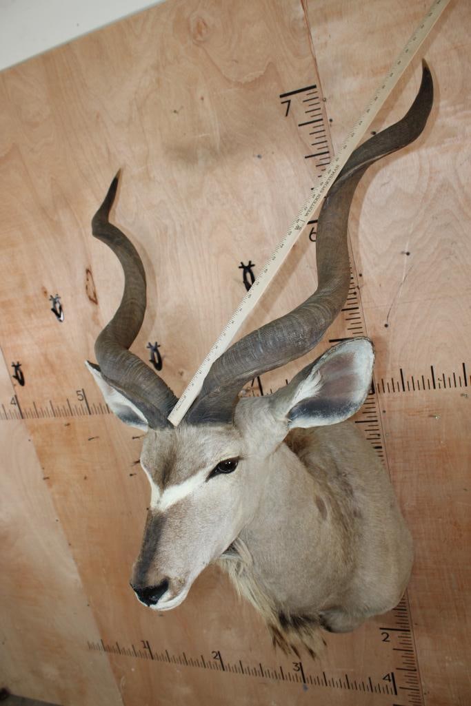 KUDU Shoulder Mount - 4