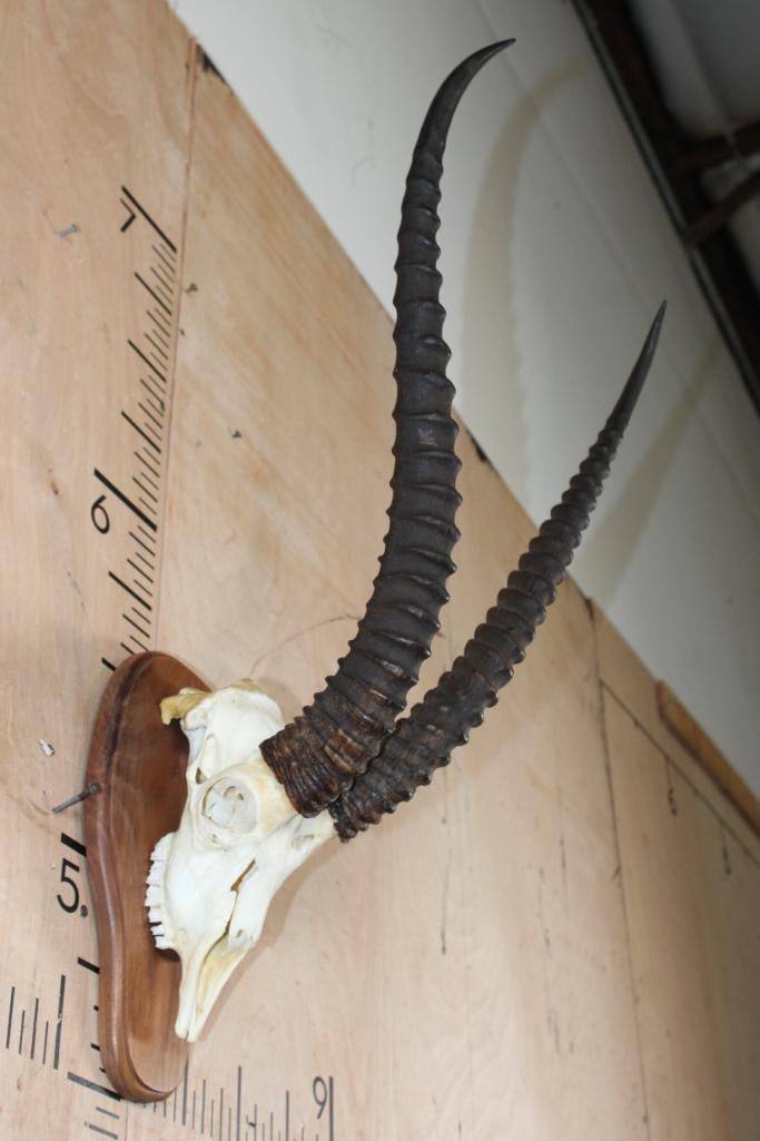 Big GRANT'S GAZELLE Skull on a Wood Plaque - 2