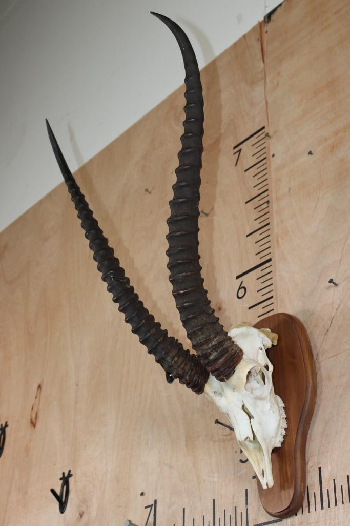 Big GRANT'S GAZELLE Skull on a Wood Plaque - 3