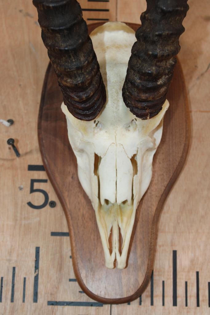 Big GRANT'S GAZELLE Skull on a Wood Plaque - 4
