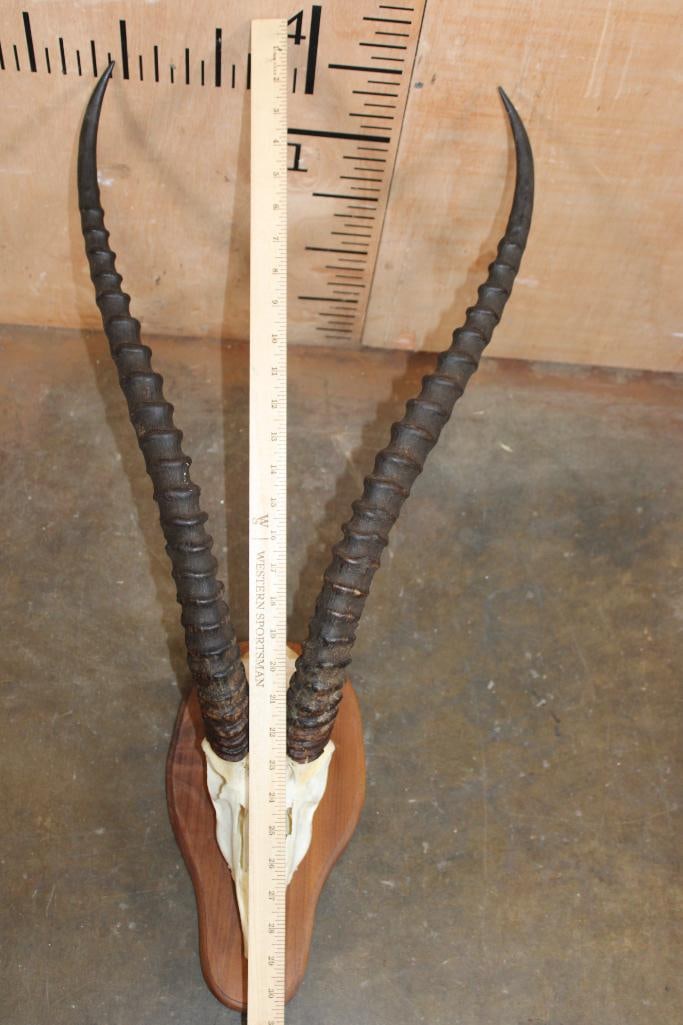 Big GRANT'S GAZELLE Skull on a Wood Plaque - 5