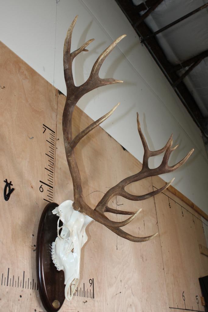 Big 15-Point RED STAG Skull on a Wood Plaque - 2