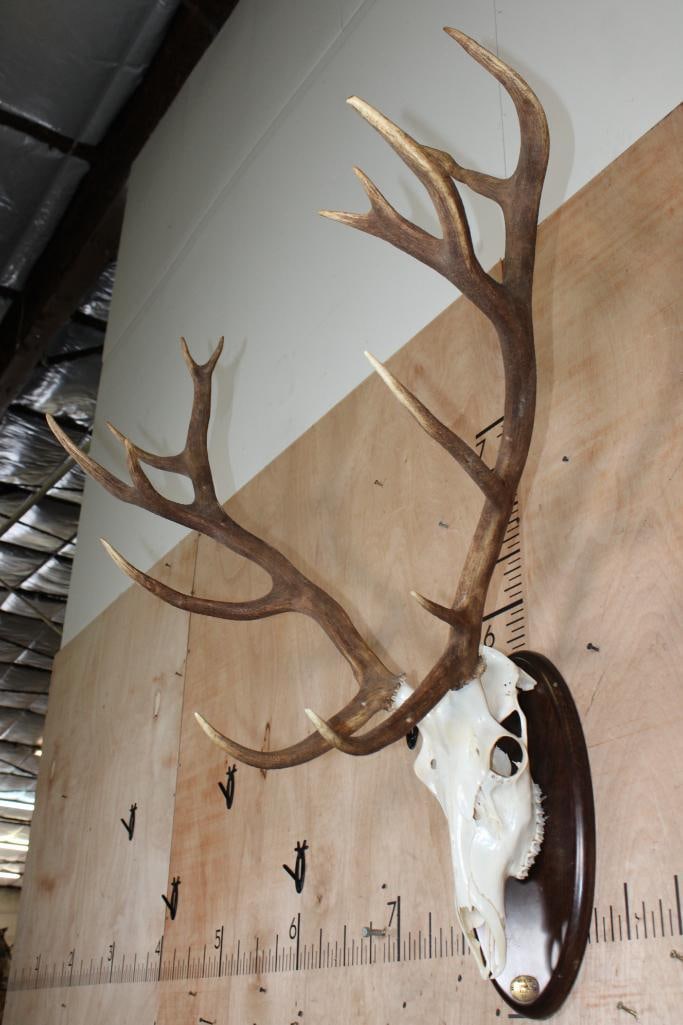Big 15-Point RED STAG Skull on a Wood Plaque - 3