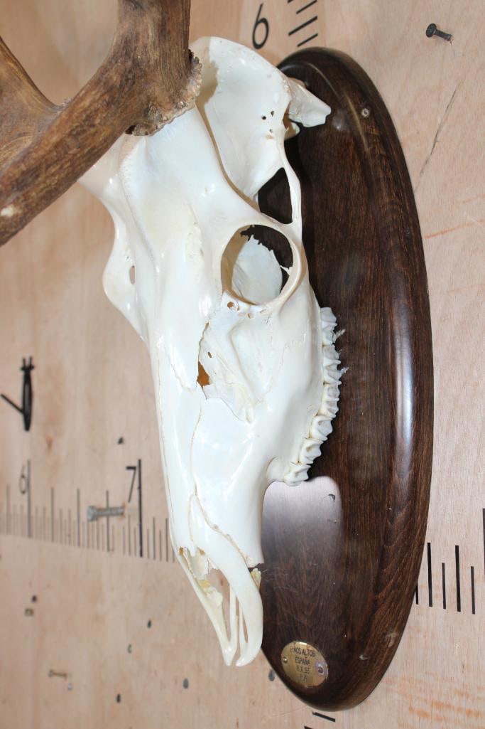 Big 15-Point RED STAG Skull on a Wood Plaque - 4