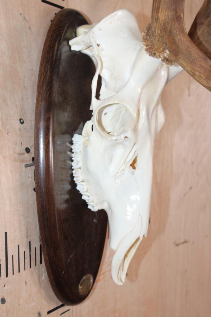 Big 15-Point RED STAG Skull on a Wood Plaque - 5