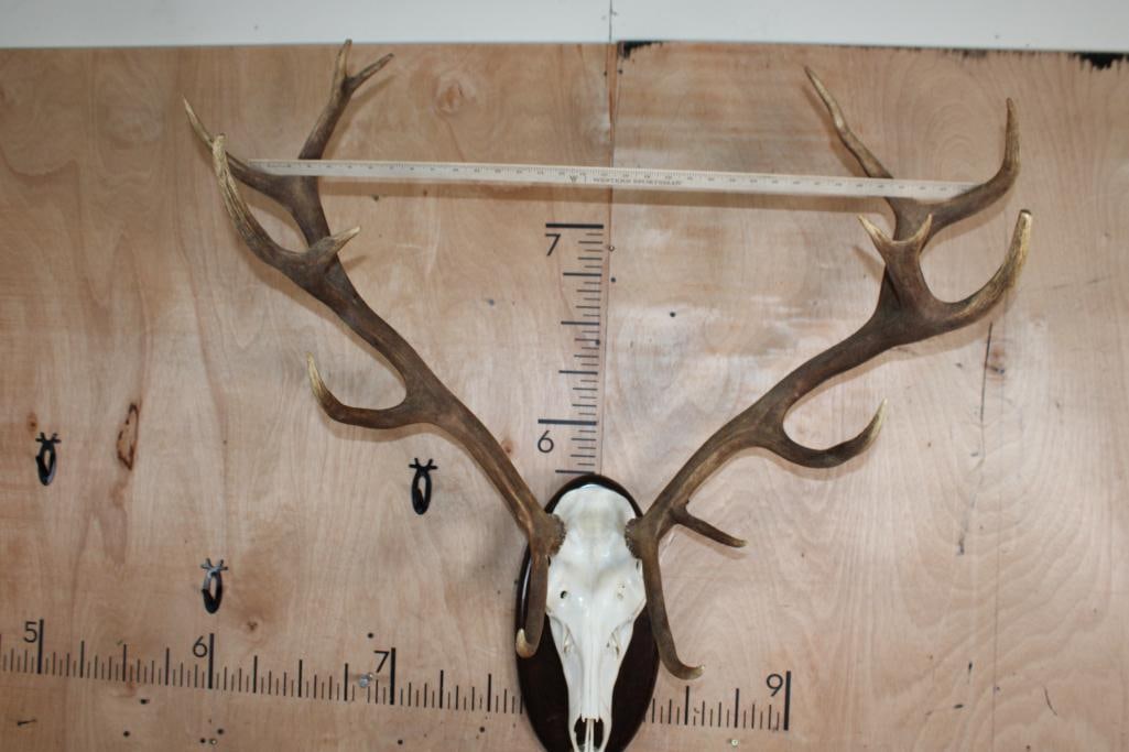 Big 15-Point RED STAG Skull on a Wood Plaque - 6