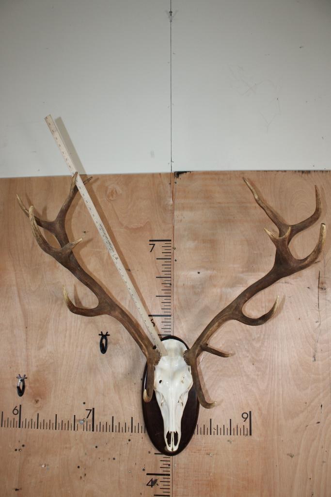 Big 15-Point RED STAG Skull on a Wood Plaque - 7