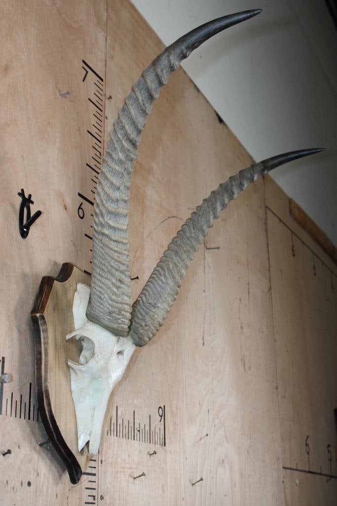 WATERBUCK Euro Mount on a Wood Plaque - 2