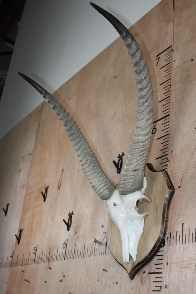 WATERBUCK Euro Mount on a Wood Plaque - 3