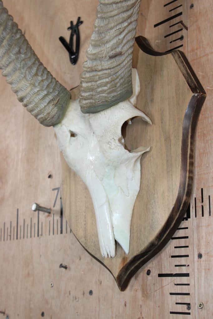 WATERBUCK Euro Mount on a Wood Plaque - 4