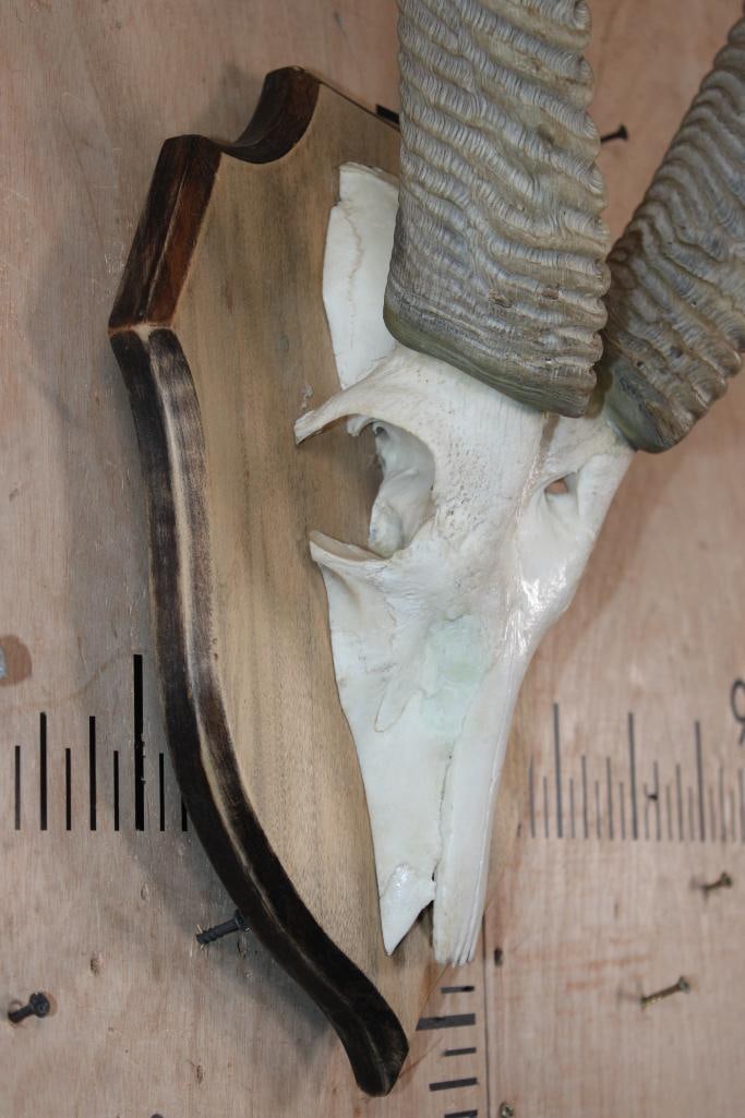 WATERBUCK Euro Mount on a Wood Plaque - 5
