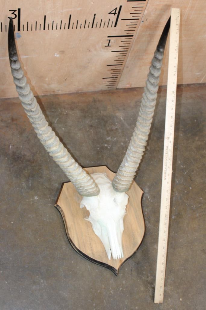 WATERBUCK Euro Mount on a Wood Plaque - 6