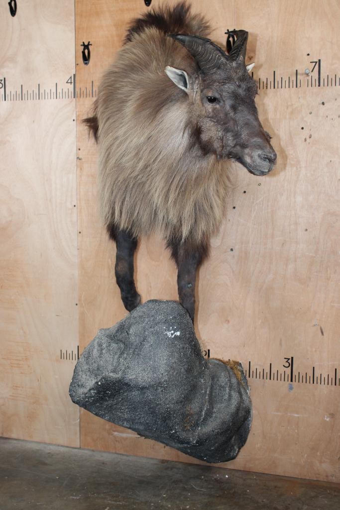 Half-body TAHR on a Wall Hanging Base - 2