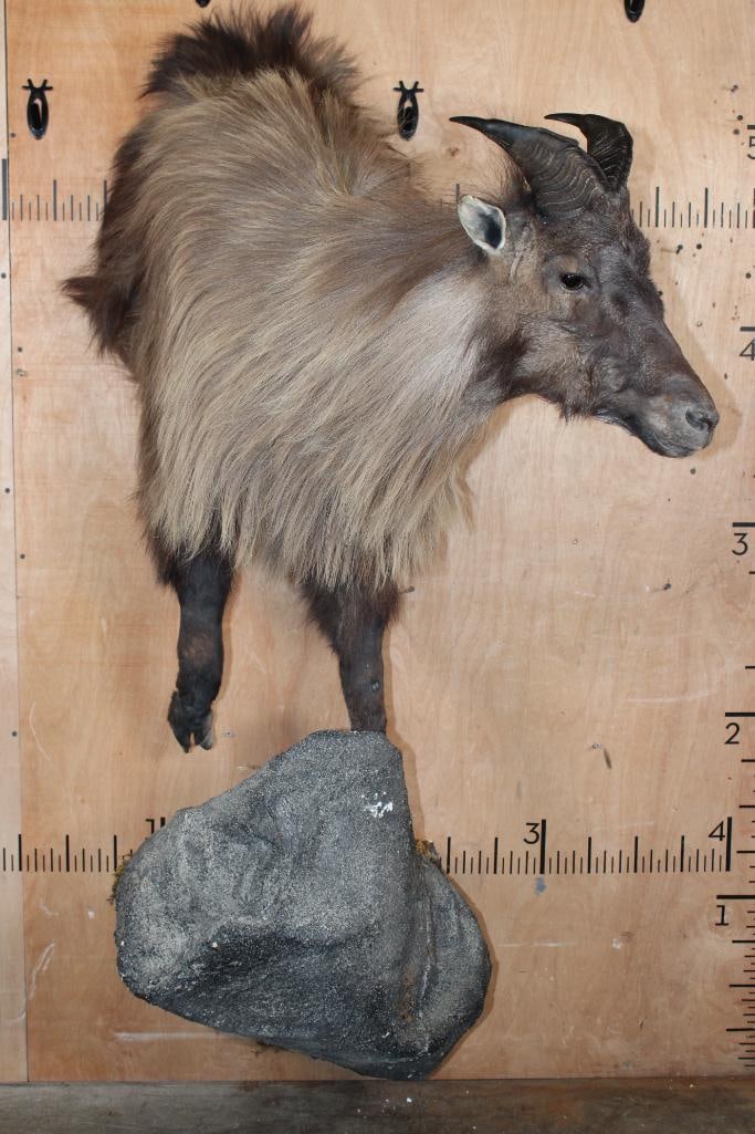 Half-body TAHR on a Wall Hanging Base - 3