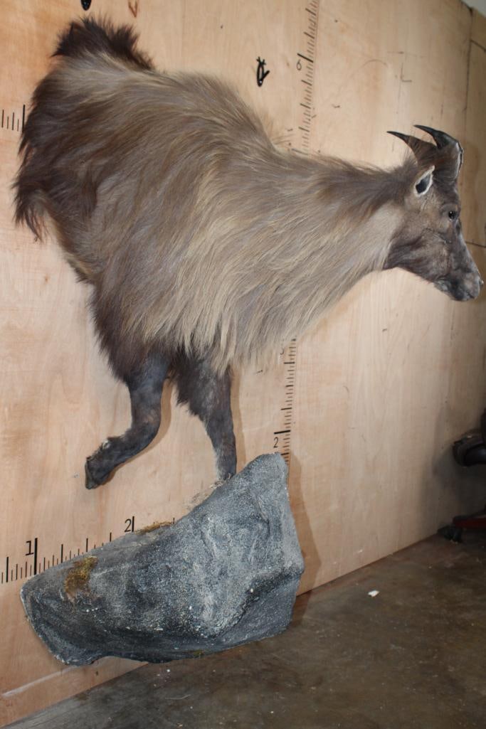 Half-body TAHR on a Wall Hanging Base - 4