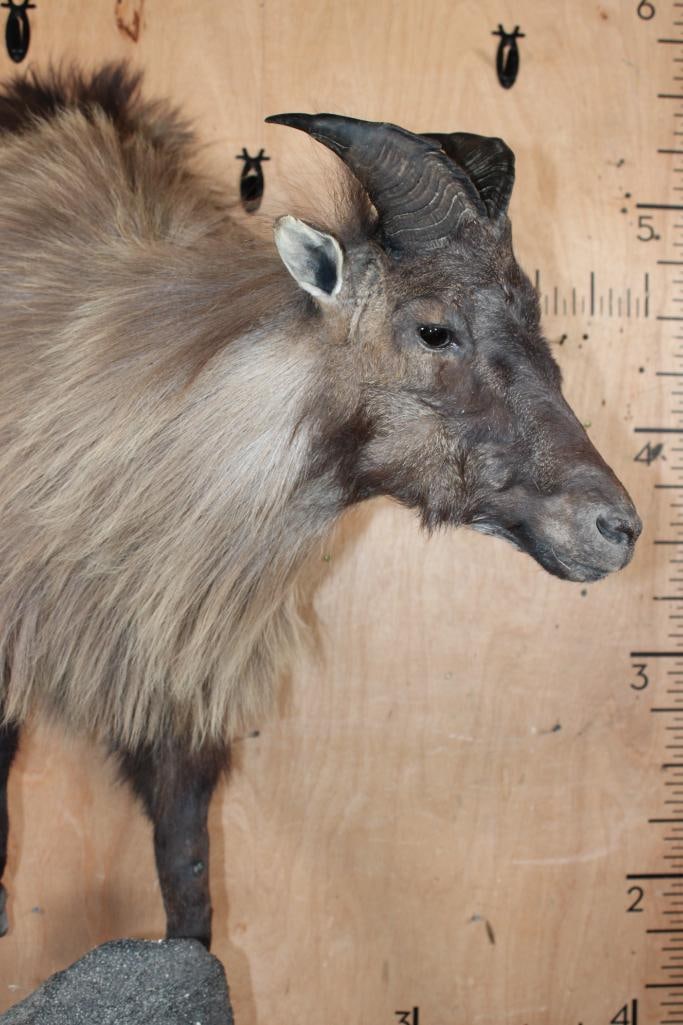 Half-body TAHR on a Wall Hanging Base - 5