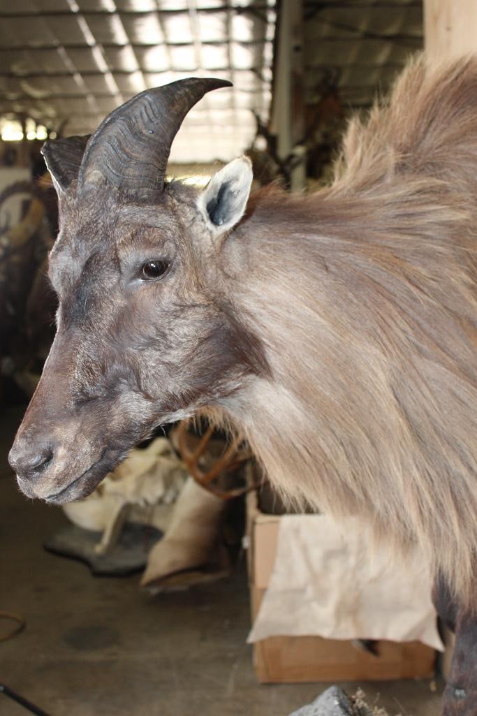 Half-body TAHR on a Wall Hanging Base - 6