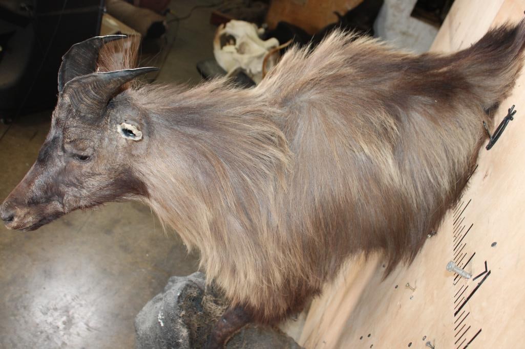 Half-body TAHR on a Wall Hanging Base - 7
