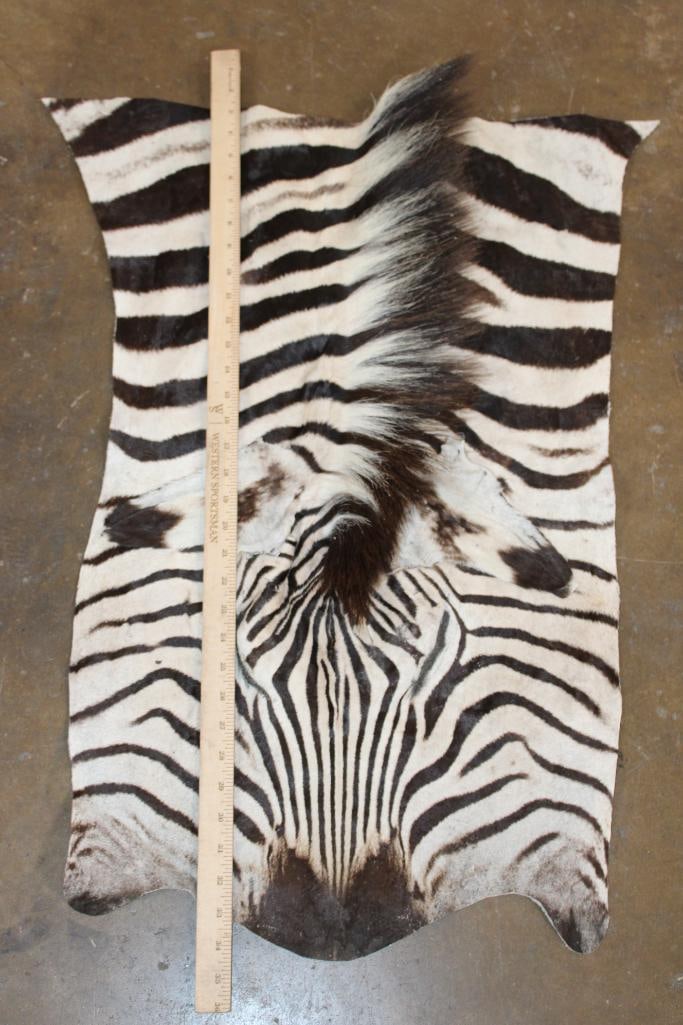 ZEBRA Head and Hide Section - 2