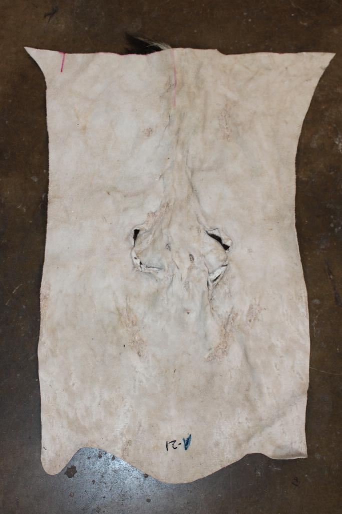 ZEBRA Head and Hide Section - 3