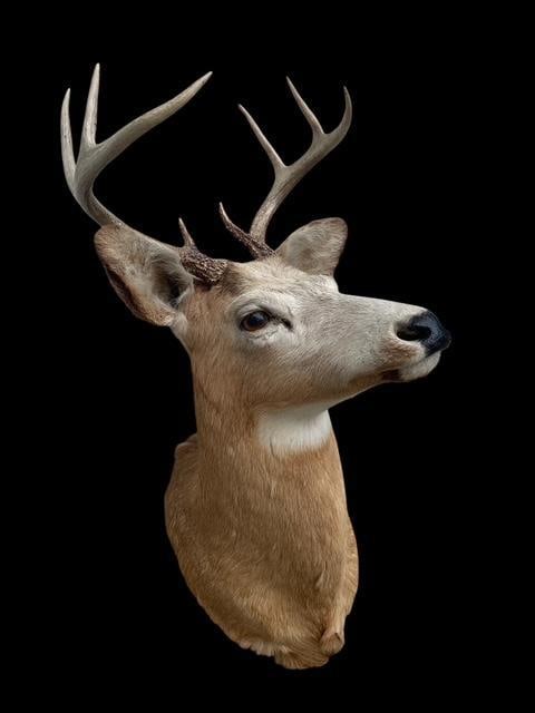 Odd "White-faced" 8-Point WHITETAIL DEER Shoulder Mount - 2