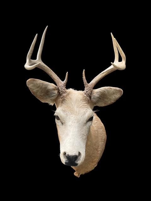 Odd "White-faced" 8-Point WHITETAIL DEER Shoulder Mount - 3
