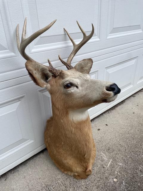 Odd "White-faced" 8-Point WHITETAIL DEER Shoulder Mount - 7