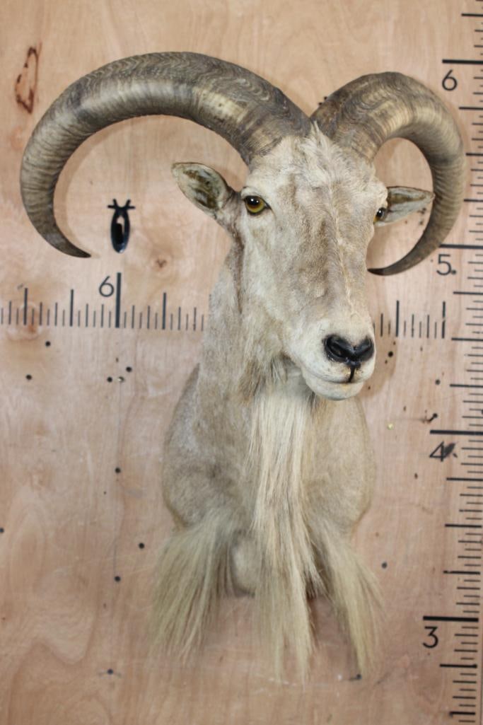 AOUDAD Shoulder Mount - 2