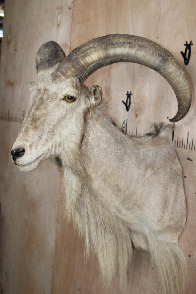 AOUDAD Shoulder Mount - 4