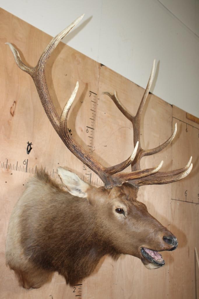 11-Point "Bugling" ELK Shoulder Mount - 2
