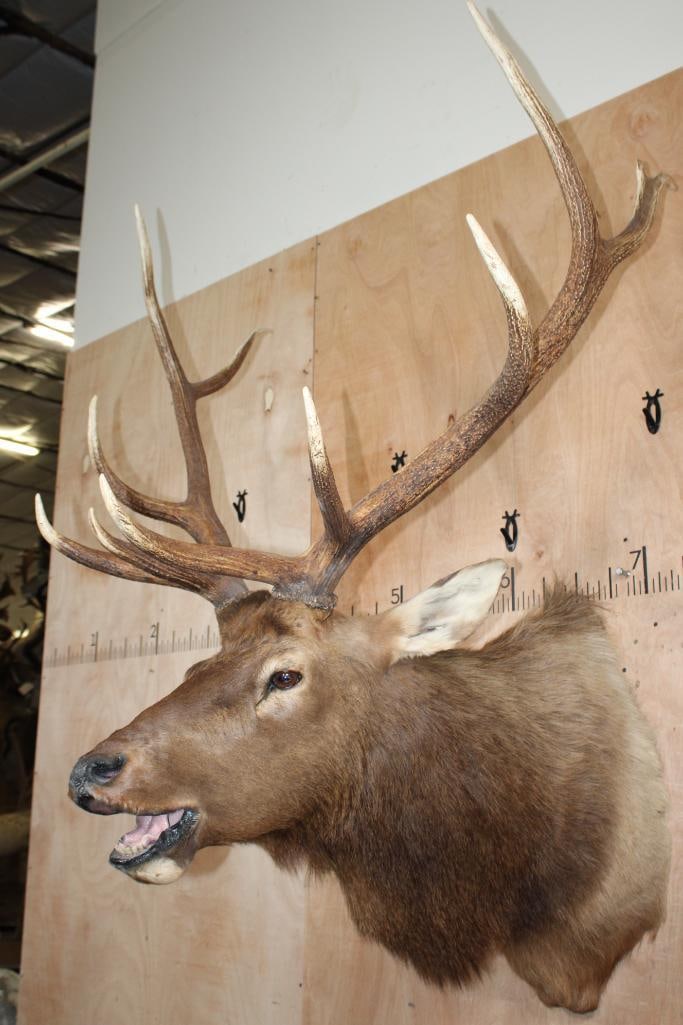 11-Point "Bugling" ELK Shoulder Mount - 3