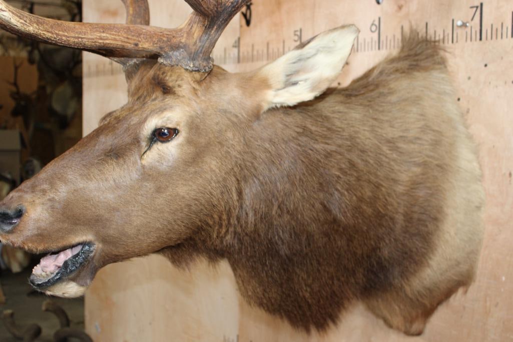 11-Point "Bugling" ELK Shoulder Mount - 4