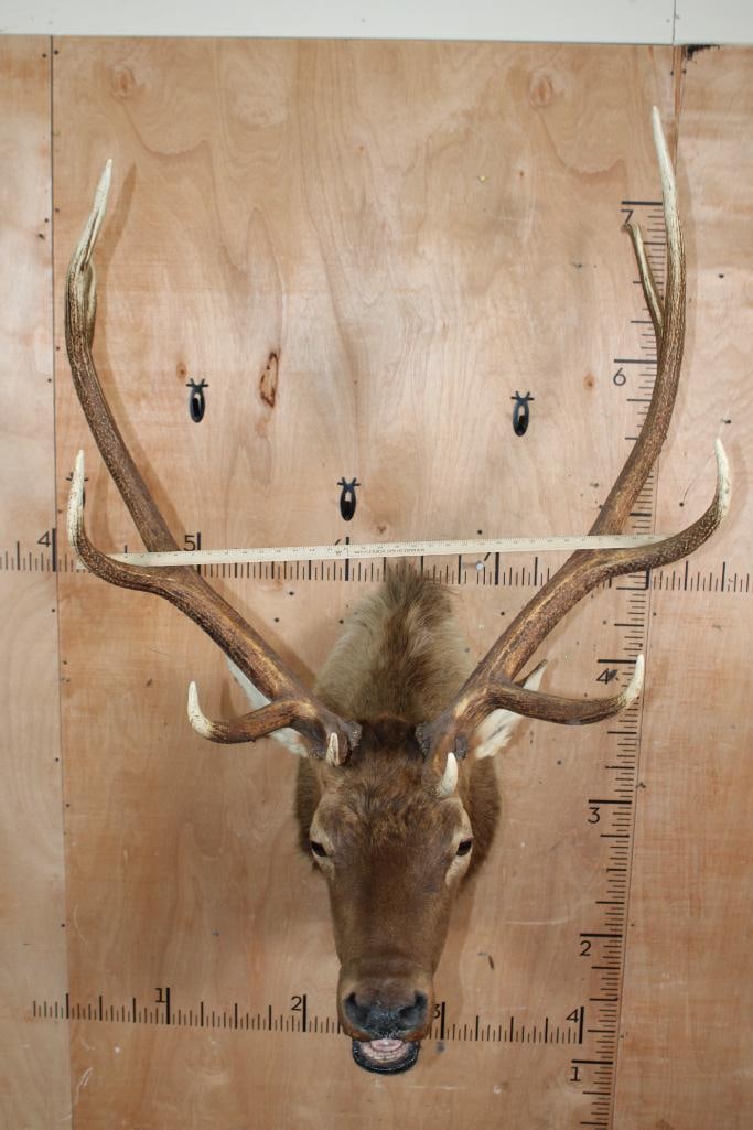 11-Point "Bugling" ELK Shoulder Mount - 7