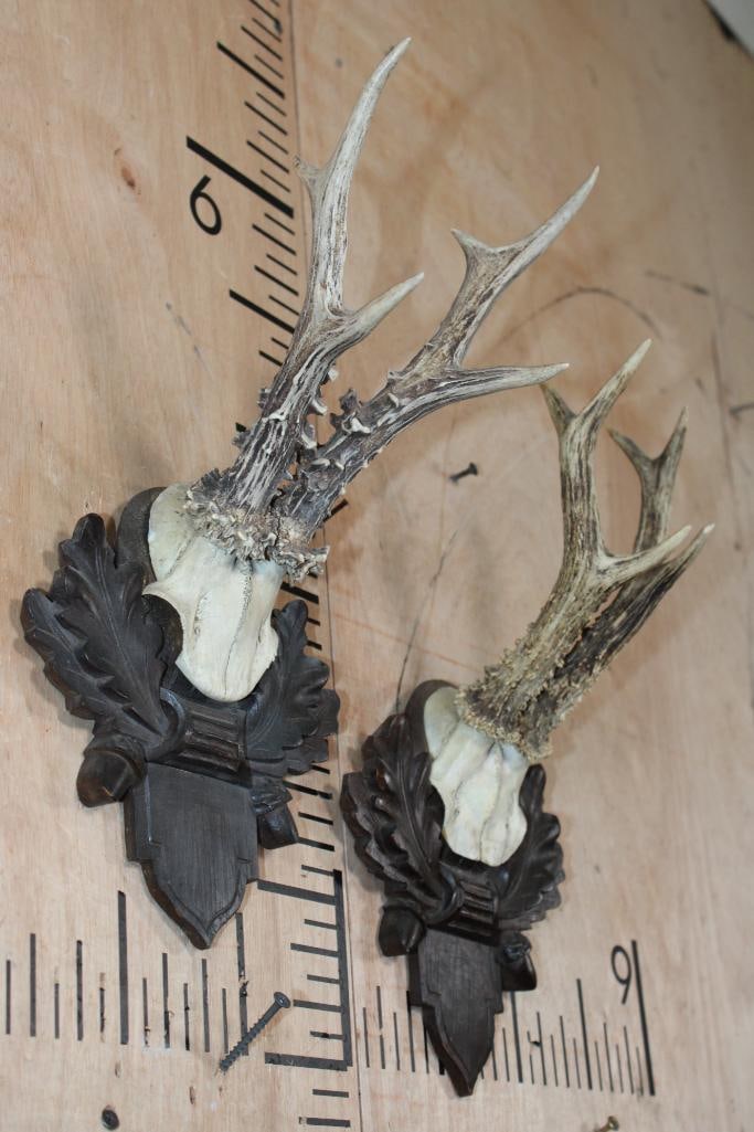 (2) ROE DEER Antlers on Skull Caps and Black Forest Wood Plaques - 2
