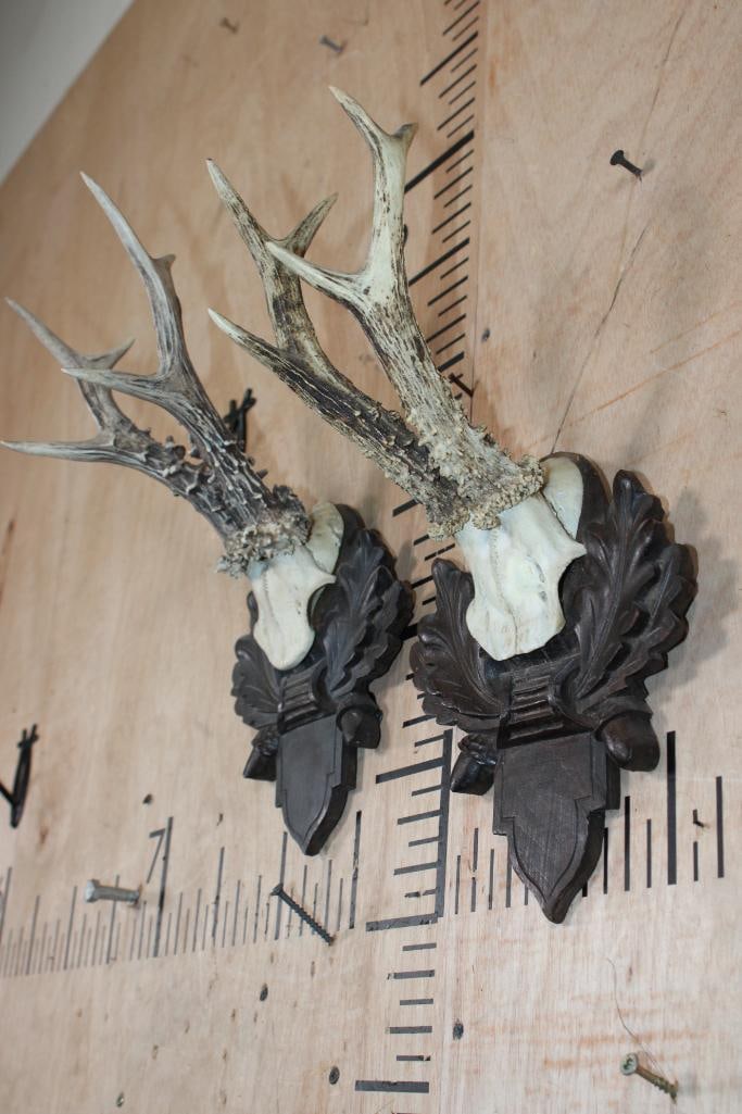 (2) ROE DEER Antlers on Skull Caps and Black Forest Wood Plaques - 3