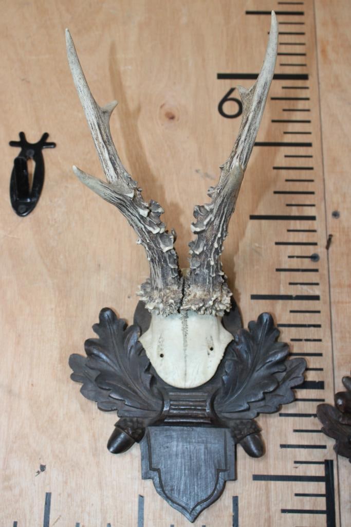 (2) ROE DEER Antlers on Skull Caps and Black Forest Wood Plaques - 4