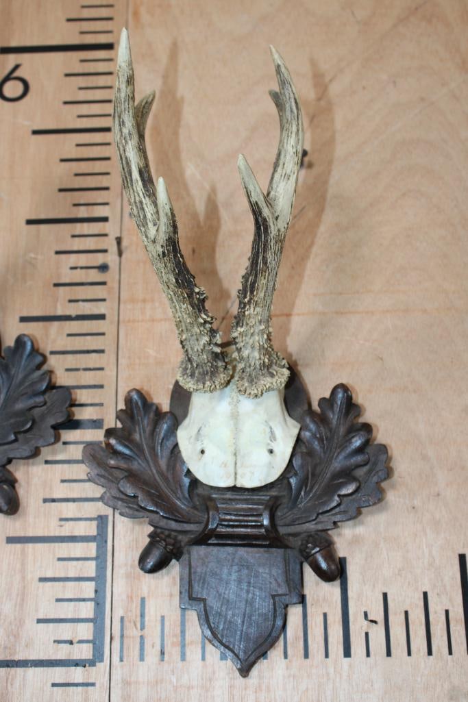 (2) ROE DEER Antlers on Skull Caps and Black Forest Wood Plaques - 5