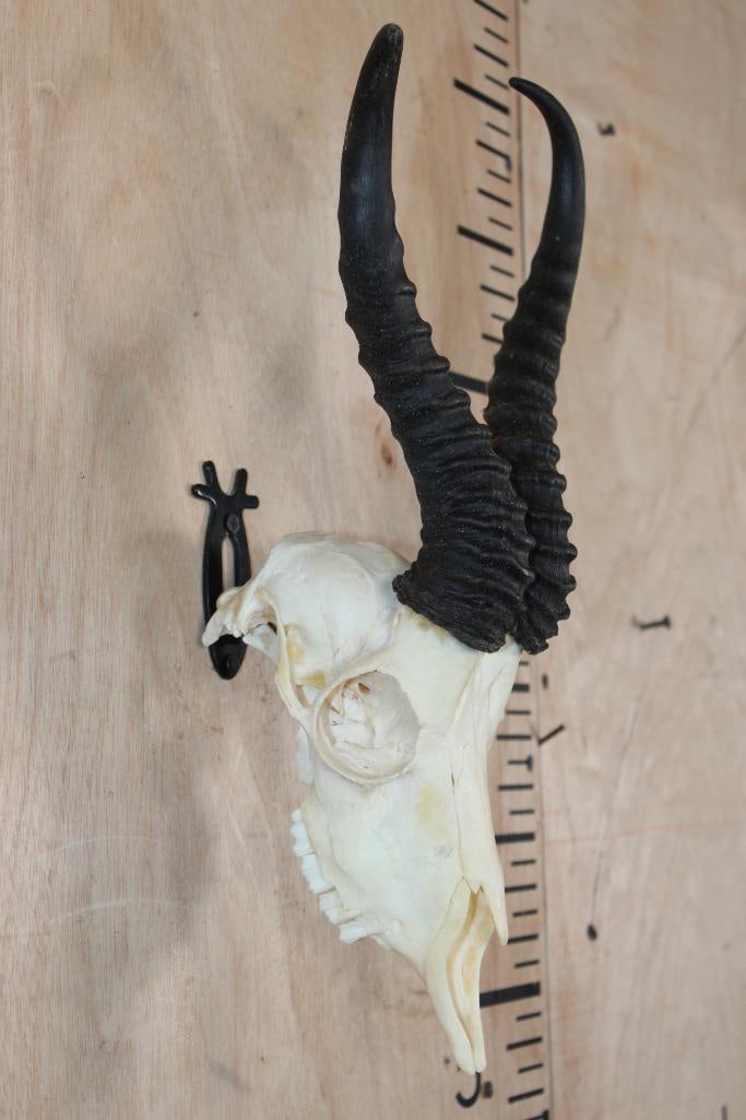 SPRINGBOK Skull - 2
