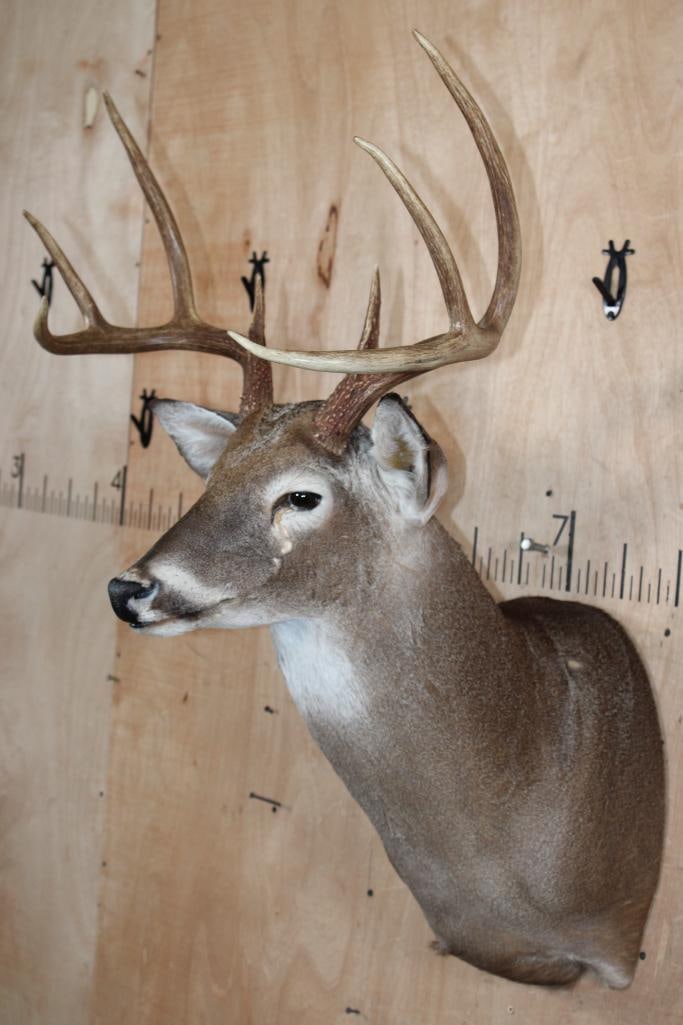 8-Point WHITETAIL DEER Shoulder Mount - 2