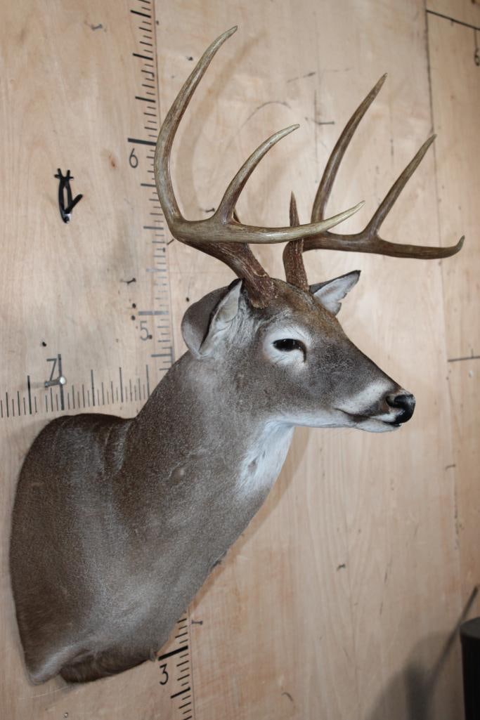 8-Point WHITETAIL DEER Shoulder Mount - 3